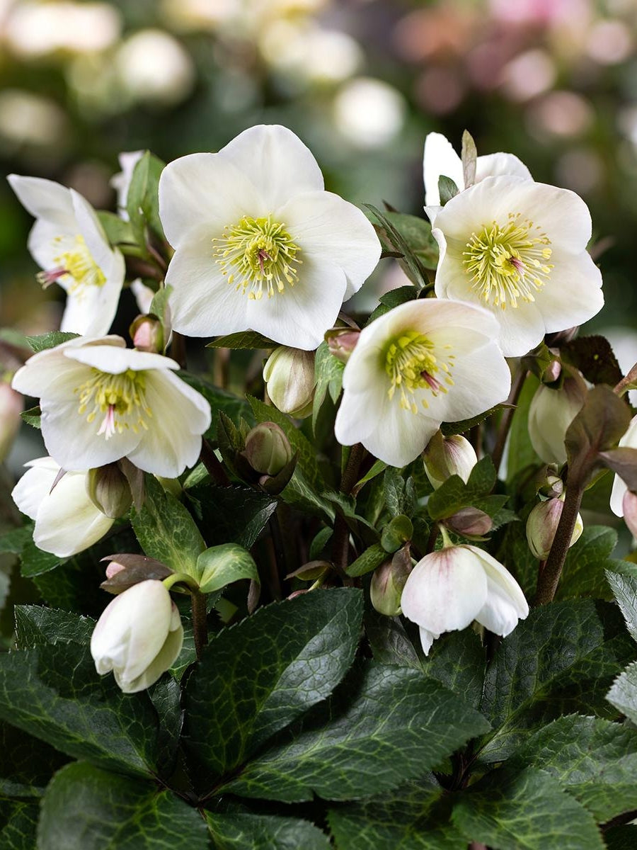 Hellebore Ice N' Roses 'Mia Marble' 1G